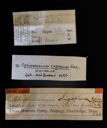 Media type: image;   Invertebrate Zoology OPH-526 Description: Labels for this specimen included in the specimen tray.;  Aspect: labels